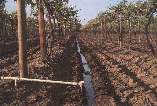 grapevine irrigation