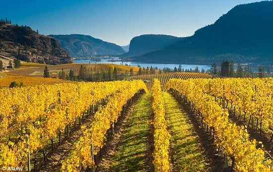 daily-mail-bcwine